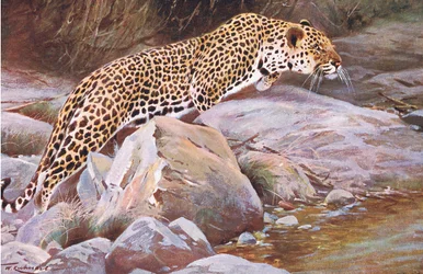 Leopard, aus Wildlife of the World veröffentlicht von Frederick Warne & Co, ca. 1900